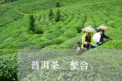 普洱茶 整合/2023042805264